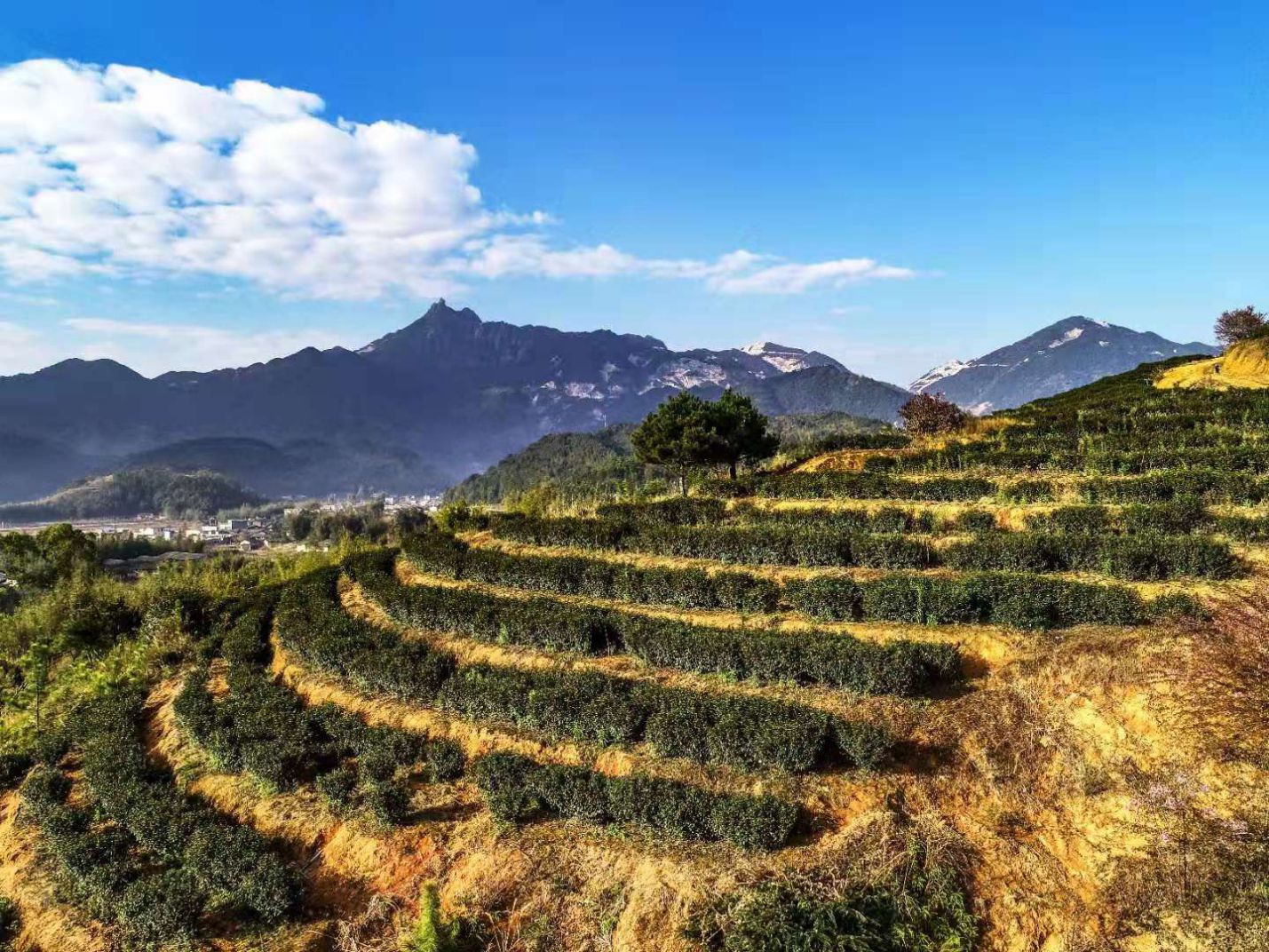 同安富硒有机茶(福建富硒茶)-硒宝网