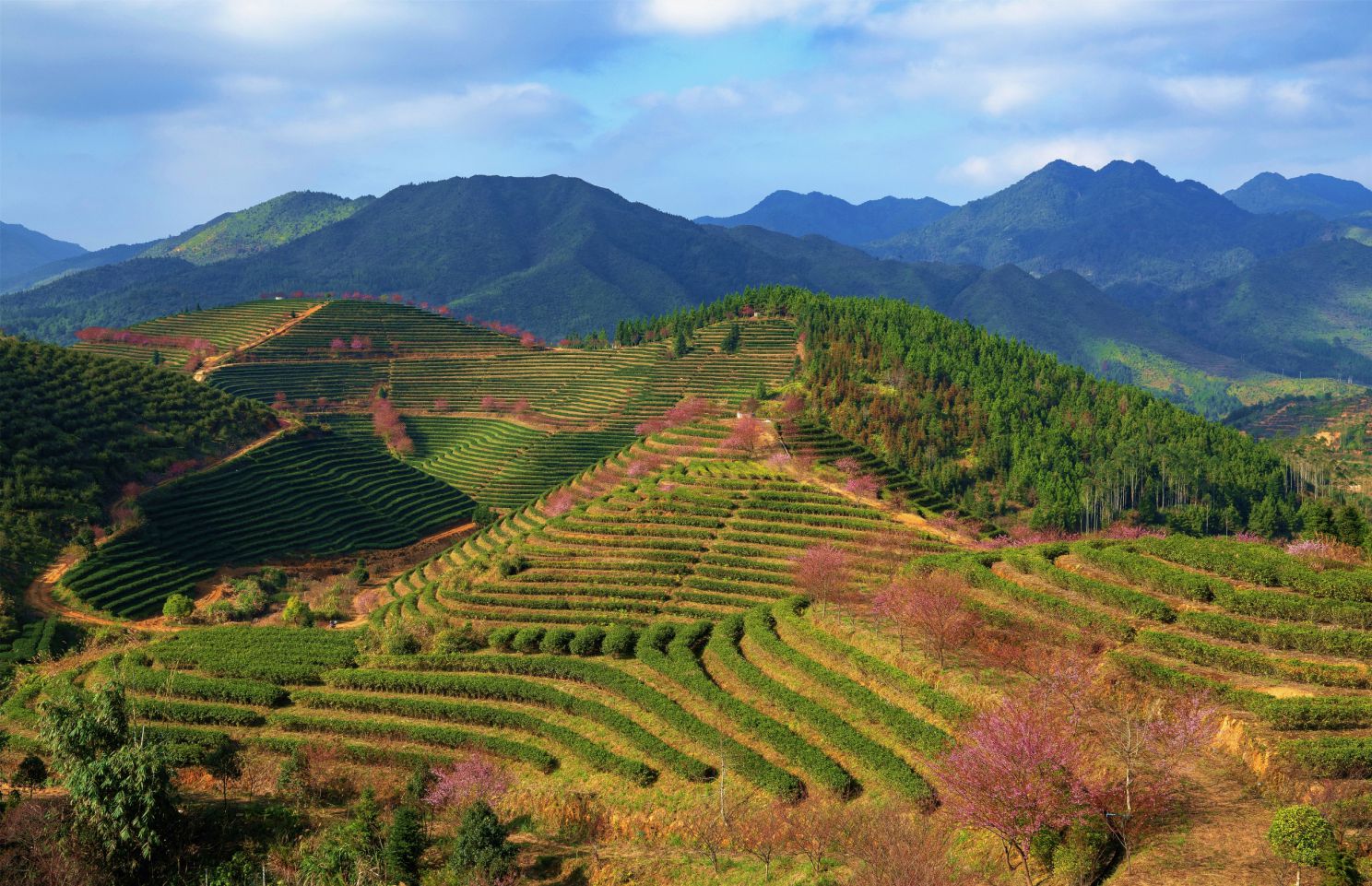 同安富硒有机茶(福建富硒茶)-硒宝网