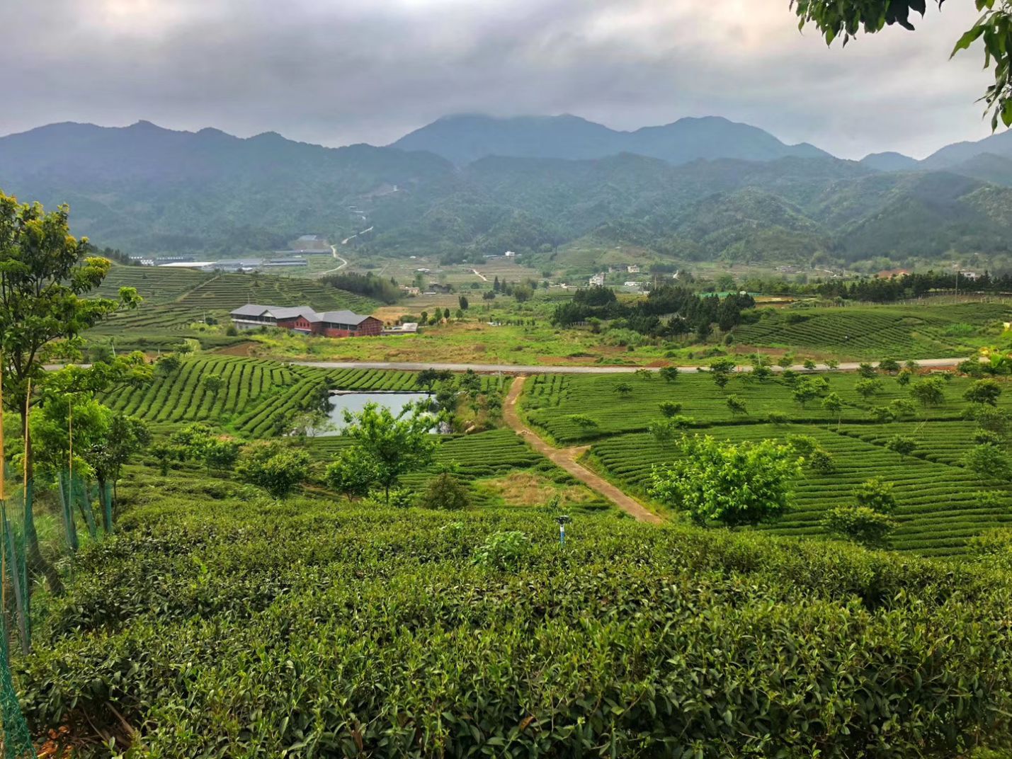 同安富硒有机茶(福建富硒茶)-硒宝网