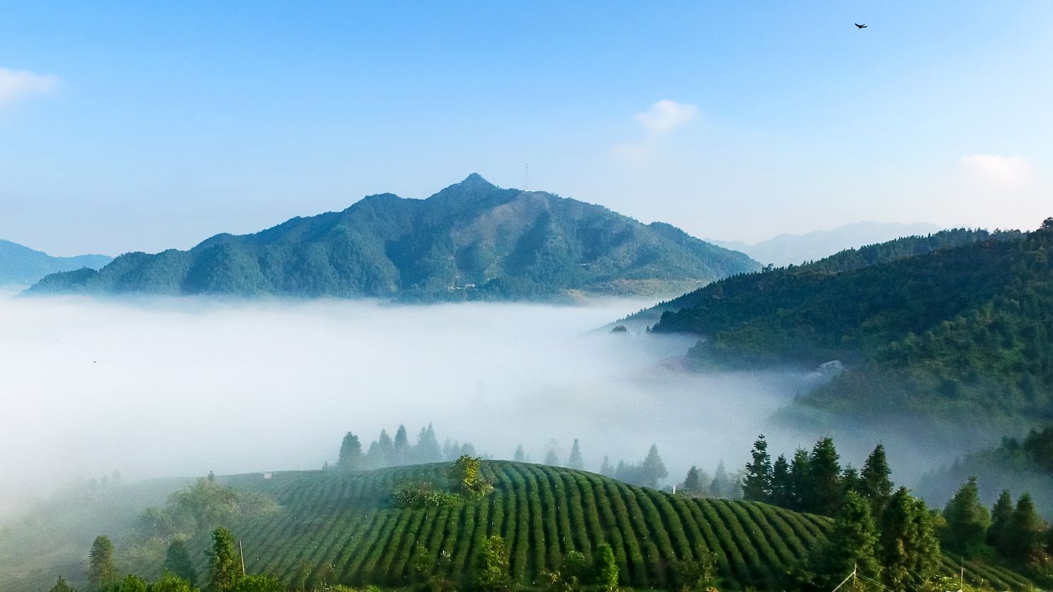 同安富硒有机茶(福建富硒茶)-硒宝网