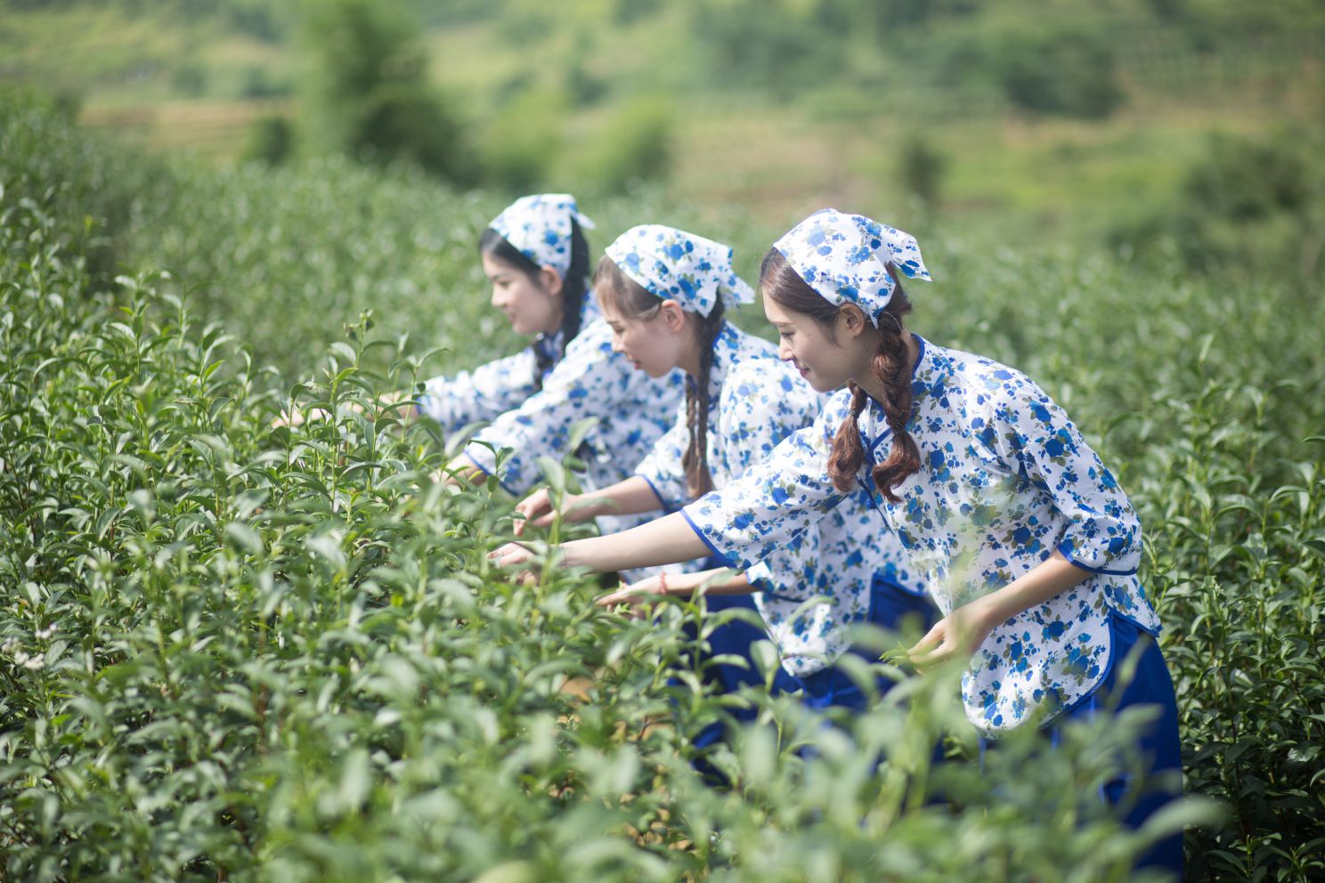 同安富硒有机茶(福建富硒茶)-硒宝网