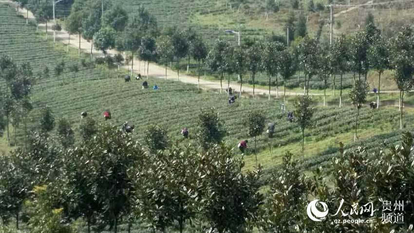 同安富硒有机茶（富硒茶园）-硒宝网