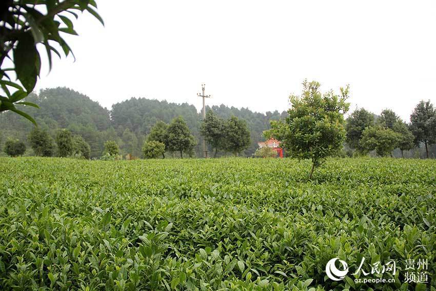 同安富硒有机茶（富硒茶园）-硒宝网