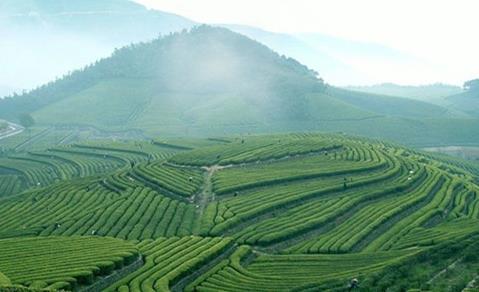 深圳紫阳富硒茶（紫阳富硒茶园）-硒宝网