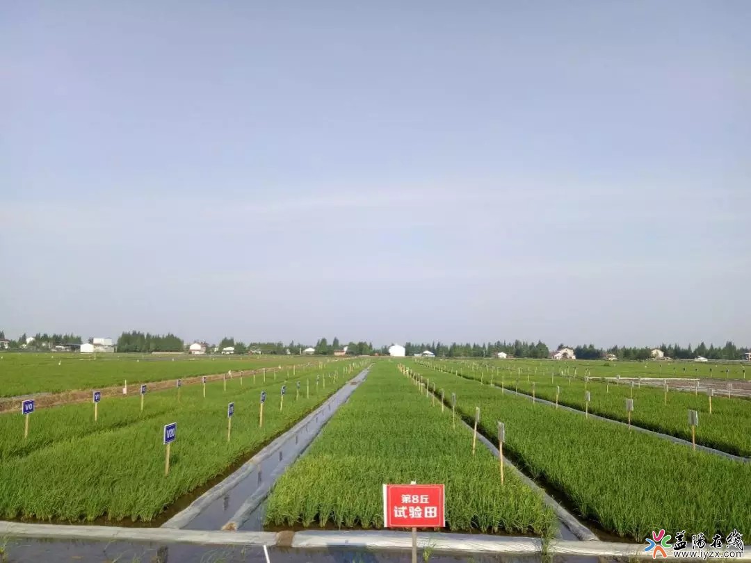 有机富硒大米茶(大米茶机富硒有什么用)-硒宝网