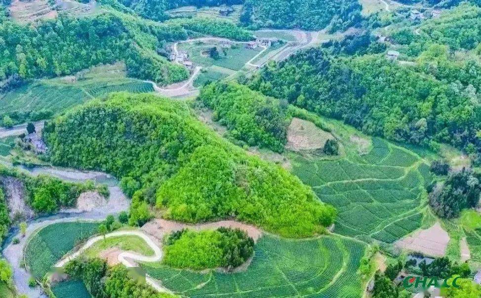 安康汉阴富硒茶(安康富硒茶怎么样)-硒宝网