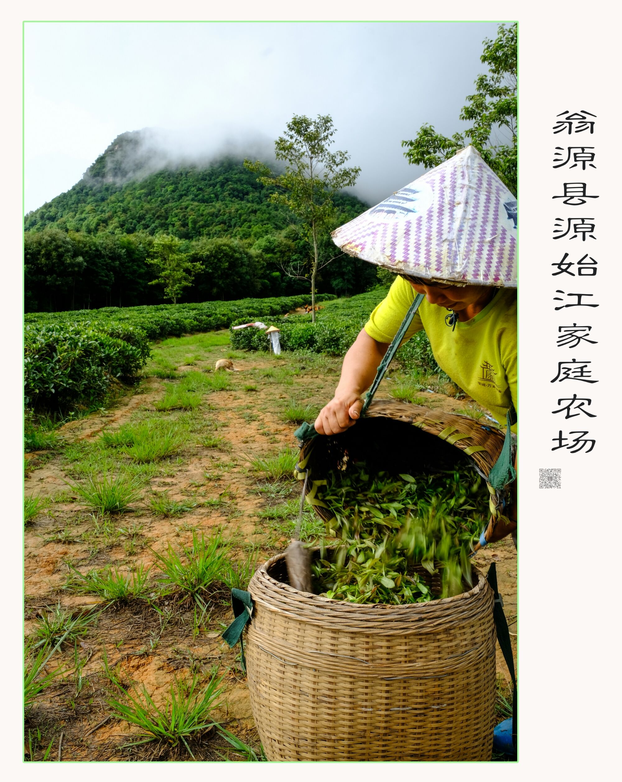 富硒茶搭配什么（富硒茶和硒茶的区别）-硒宝网