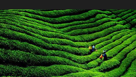 富硒茶搭配什么（富硒茶和硒茶的区别）-硒宝网