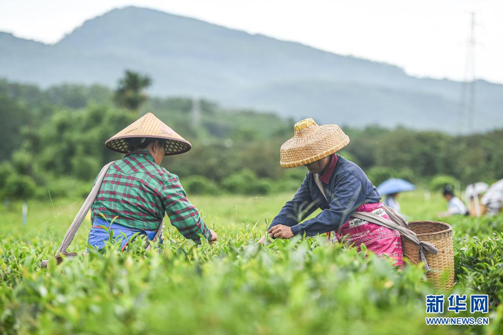富硒茶企业标准（富硒茶叶国家标准）-硒宝网
