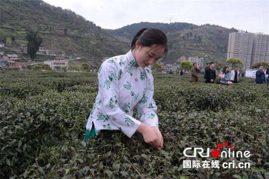 紫阳富硒峡谷茶（紫阳富硒茶故事）-硒宝网