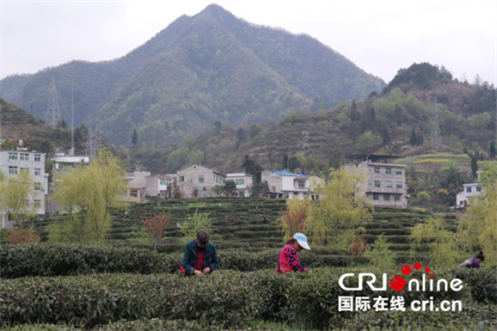 紫阳富硒峡谷茶（紫阳富硒茶故事）-硒宝网