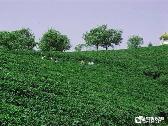 汉中茶紫阳富硒（陕西紫阳县富硒茶）-硒宝网