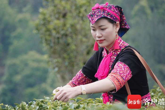 清明茶富硒价格（清明茶价格富硒多少钱）-硒宝网