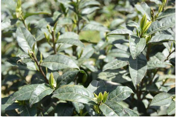 原生茶业富硒茶（原生茶叶富硒茶）-硒宝网