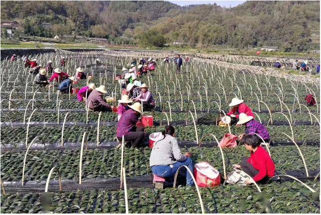 原生茶业富硒茶（原生茶叶富硒茶）-硒宝网