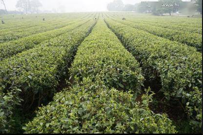 原生茶业富硒茶（原生茶叶富硒茶）-硒宝网