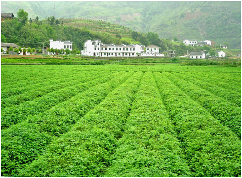 富硒茶推广方案(推广茶叶宣传标语)-硒宝网