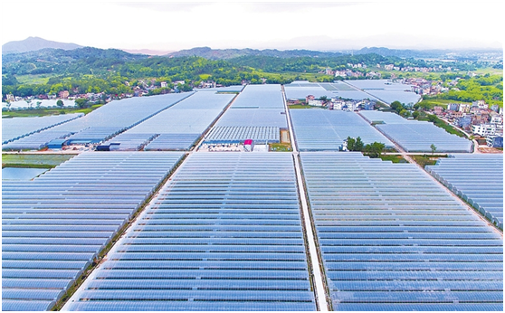 富硒茶推广方案(推广茶叶宣传标语)-硒宝网