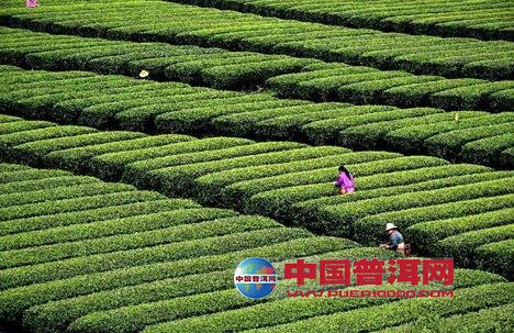 辽宁恩施富硒茶（恩施富硒茶价格表一斤多少钱）-硒宝网