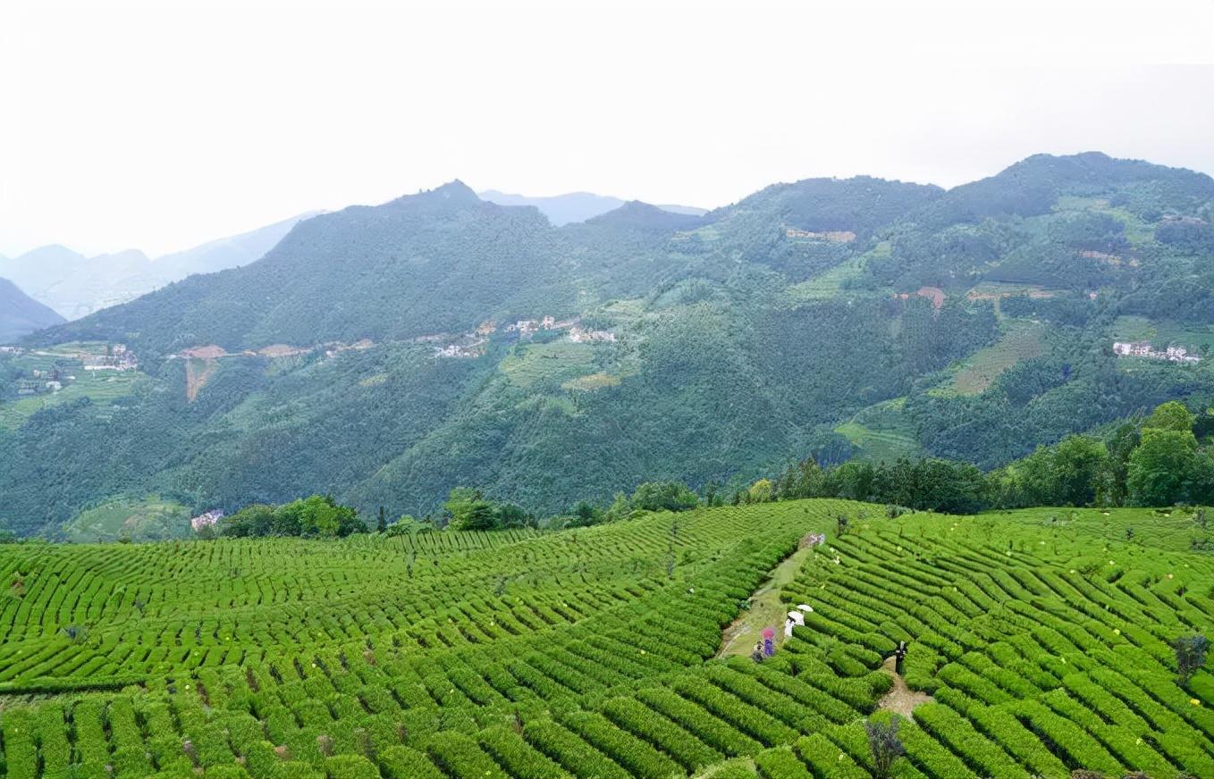 怎样辨别富硒茶(富硒茶和普通茶的区别)-硒宝网