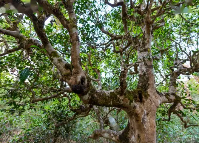 怎样辨别富硒茶(富硒茶和普通茶的区别)-硒宝网