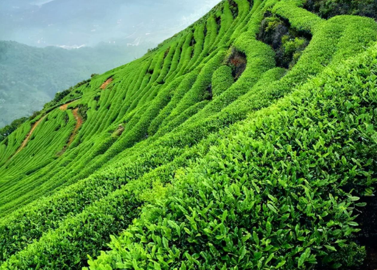 怎样辨别富硒茶(富硒茶和普通茶的区别)-硒宝网