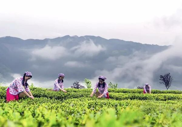安康富硒茶劣势（安康富硒茶属于绿茶吗）-硒宝网