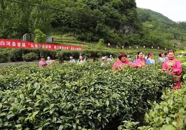 安康富硒茶劣势（安康富硒茶属于绿茶吗）-硒宝网