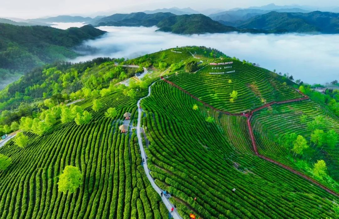 安康富硒茶礼盒（安康富硒茶怎么样）-硒宝网