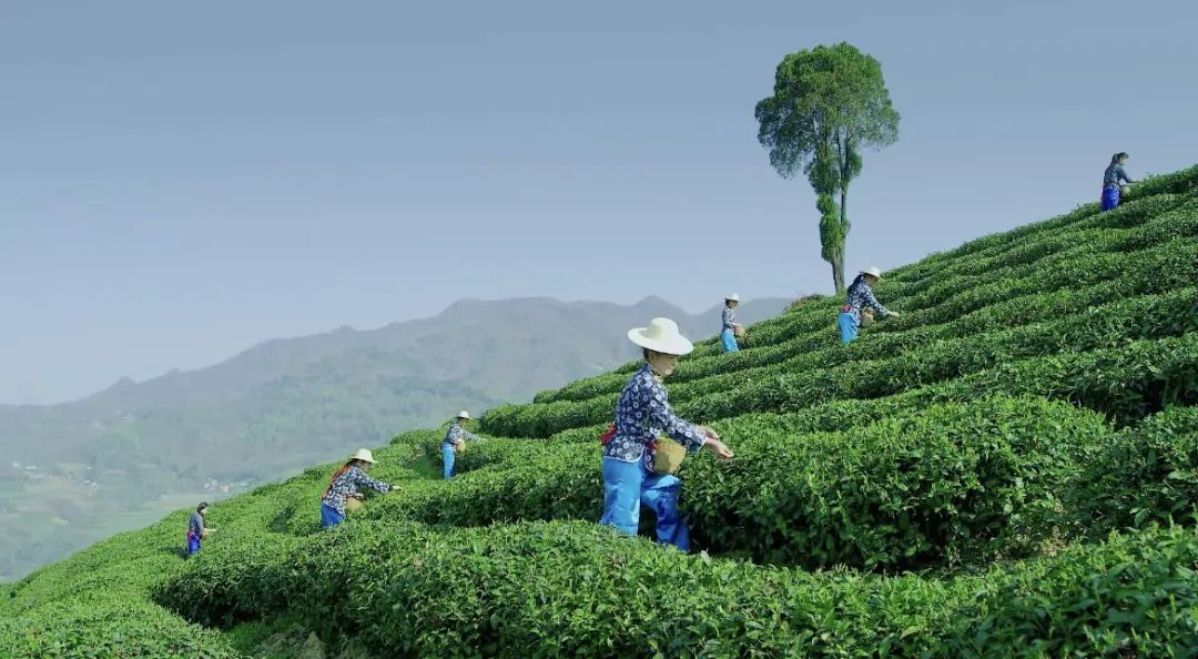 安康富硒茶礼盒（安康富硒茶怎么样）-硒宝网