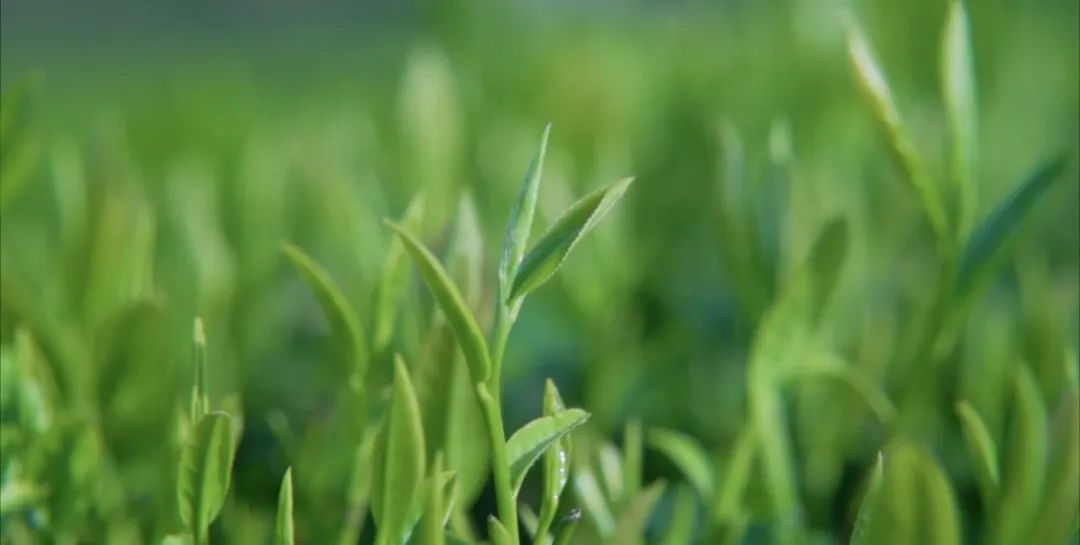 安康富硒茶礼盒（安康富硒茶怎么样）-硒宝网