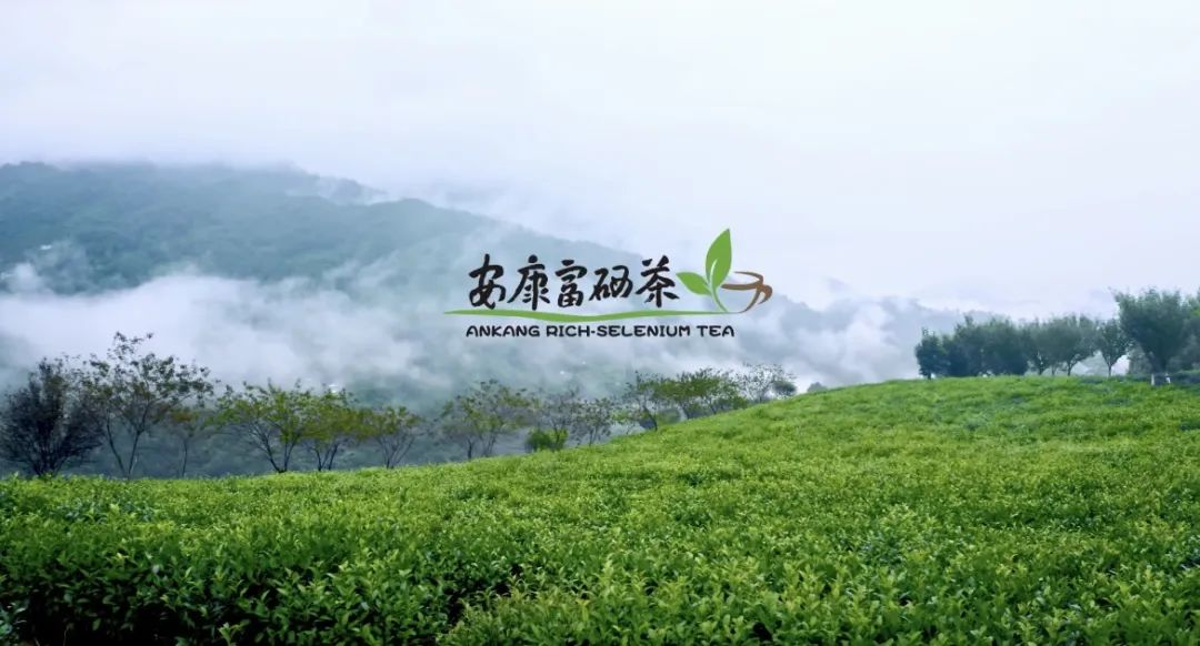 安康富硒茶礼盒（安康富硒茶怎么样）-硒宝网