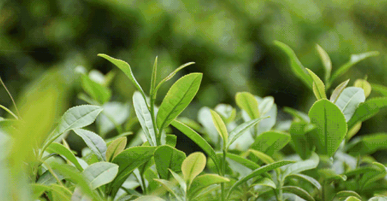 安康富硒茶礼盒（安康富硒茶怎么样）-硒宝网