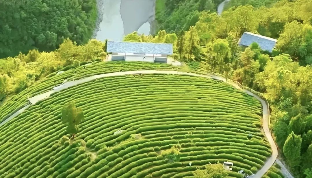 安康富硒茶礼盒（安康富硒茶怎么样）-硒宝网