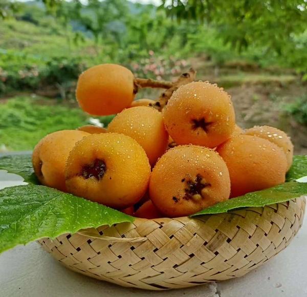 开阳正宗富硒茶(开阳富硒茶属于什么茶)-硒宝网