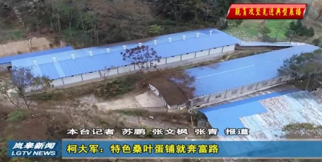 富硒桑叶茶供应(供应批发桑叶茶)-硒宝网