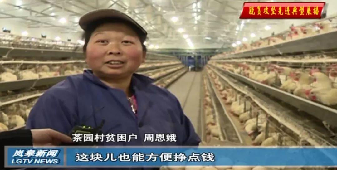 富硒桑叶茶供应(供应批发桑叶茶)-硒宝网