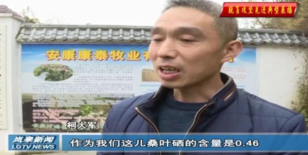 富硒桑叶茶供应(供应批发桑叶茶)-硒宝网