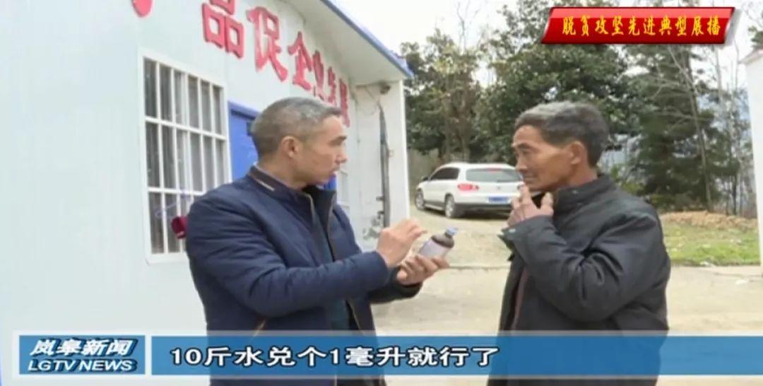 富硒桑叶茶供应(供应批发桑叶茶)-硒宝网