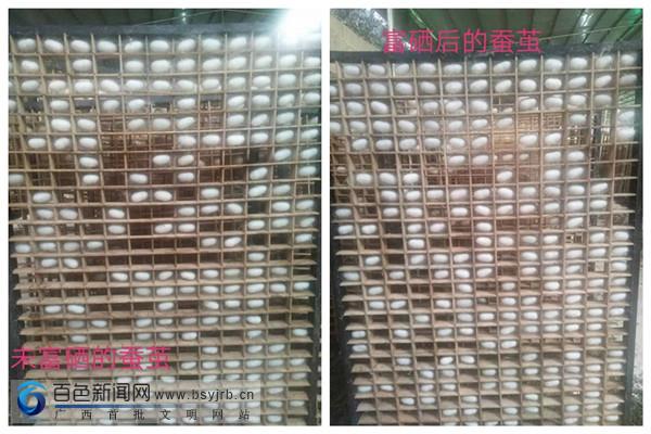 富硒桑叶茶供应（桑叶茶价格）-硒宝网