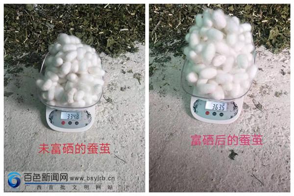 富硒桑叶茶供应（桑叶茶价格）-硒宝网