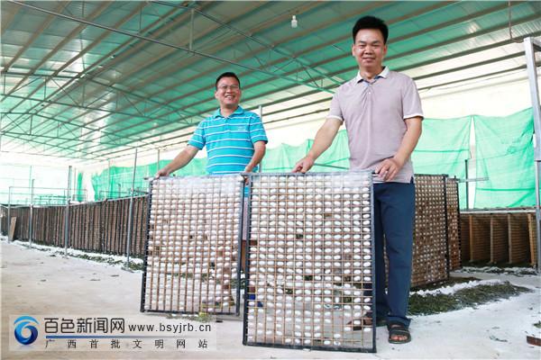 富硒桑叶茶供应（桑叶茶价格）-硒宝网