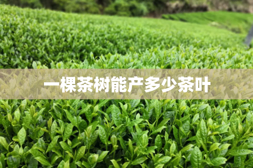 河南富硒茶加工(富硒茶在哪里生产)-硒宝网