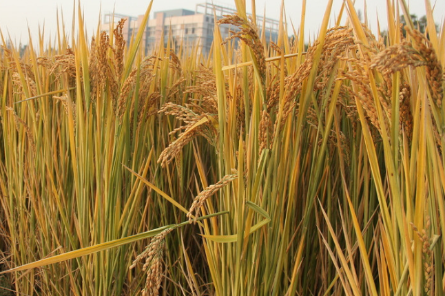 广西富硒茶标准(广西富硒茶叶)-硒宝网