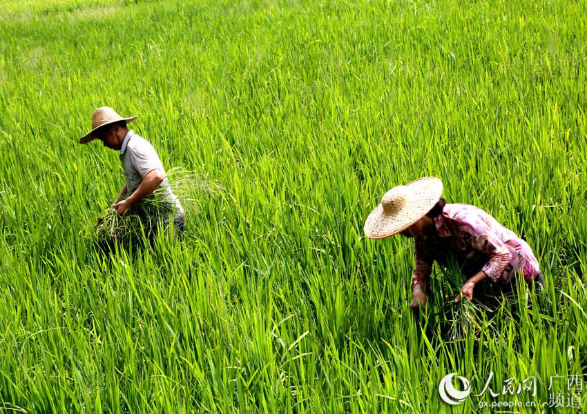 广西富硒茶标准(广西富硒茶叶)-硒宝网