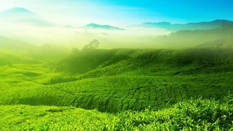 恩施富硒茶存放（恩施富硒茶市场定位分析）-硒宝网