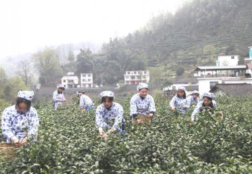沈阳安康富硒茶（陕西安康富硒茶）-硒宝网
