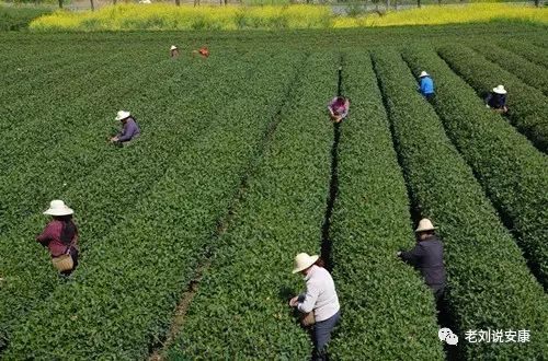 安康富硒茶礼盒（安康富硒茶多少钱一斤）-硒宝网