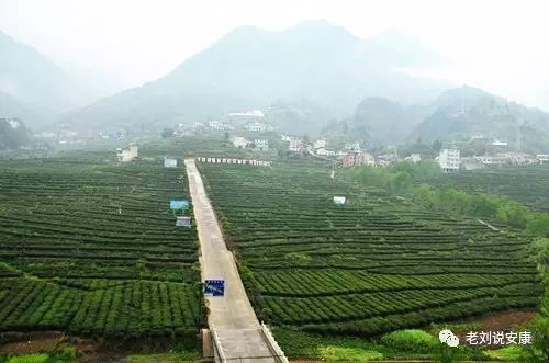 安康富硒茶礼盒（安康富硒茶多少钱一斤）-硒宝网