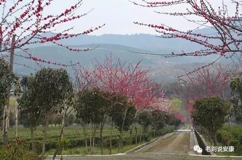 安康富硒茶礼盒（安康富硒茶多少钱一斤）-硒宝网